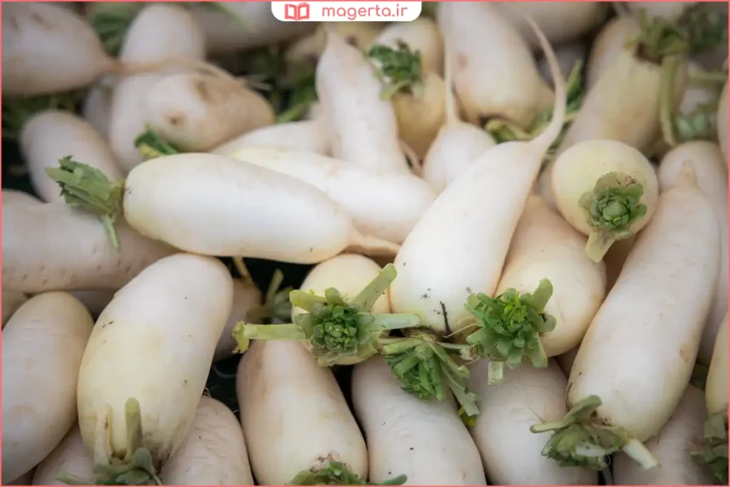 ترب سفید شستهشده و تمیز برای استفاده خوراکی