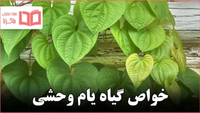 خواص گیاه یام وحشی