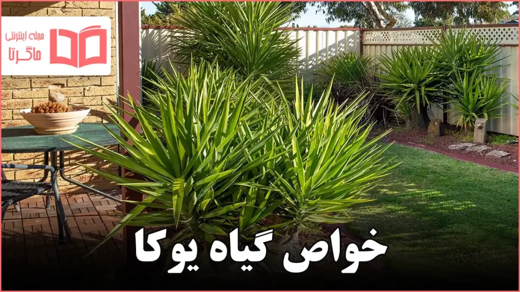 خواص گیاه یوکا
