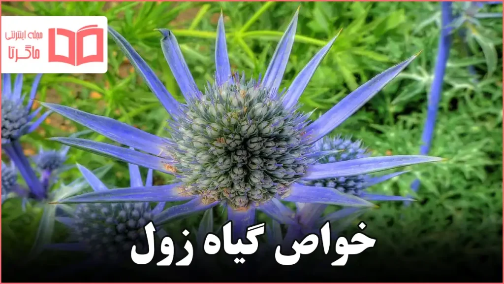 خواص گیاه زول