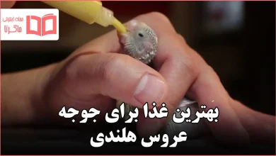 بهترین غذا برای جوجه عروس هلندی