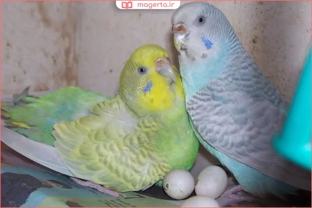 مرغ عشق تخمگذار داخل قفس با لانه مخصوص تخم‌گذاری