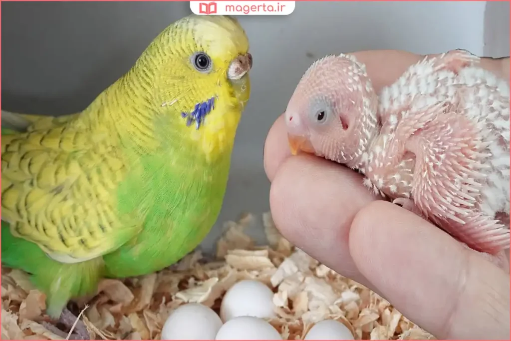 نگهداری مرغ عشق تخمگذار با تغذیه تقویتی