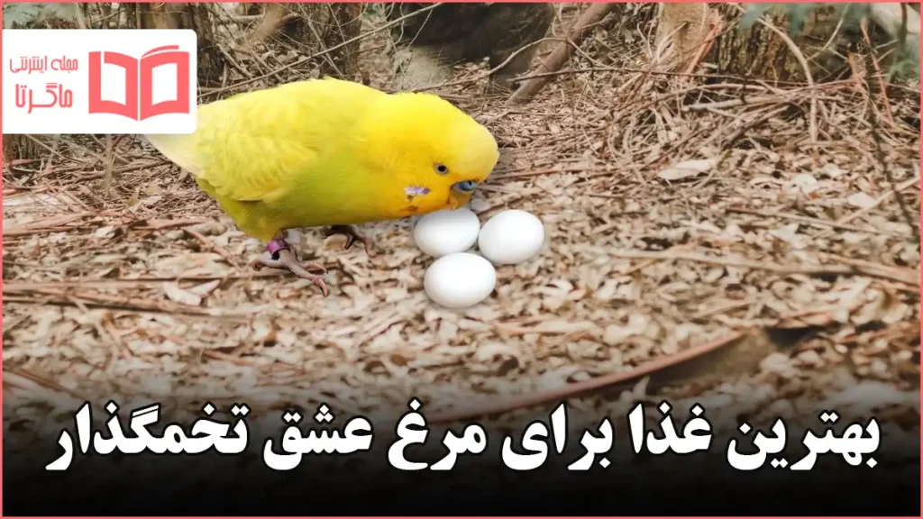 بهترین غذا برای مرغ عشق تخمگذار