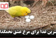 بهترین غذا برای مرغ عشق تخمگذار