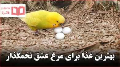 بهترین غذا برای مرغ عشق تخمگذار