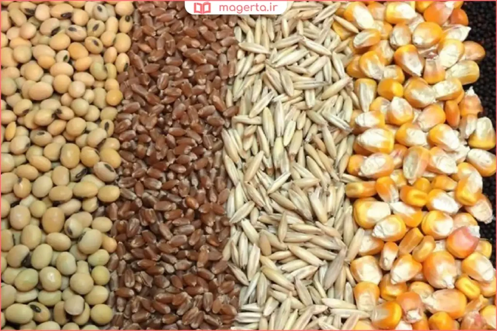 لانه تخمگذاری مرغ با بستر تمیز و مناسب