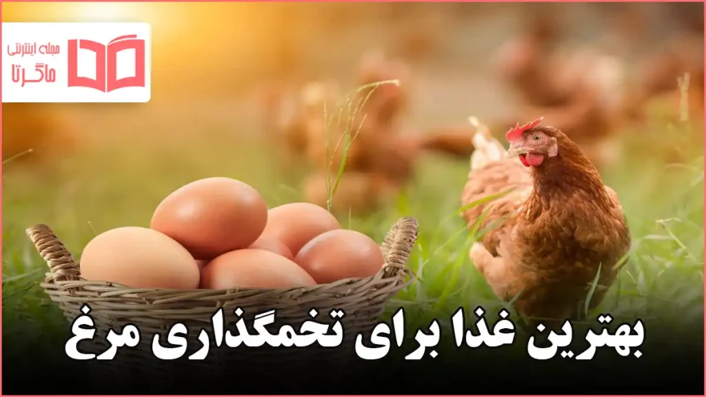 بهترین غذا برای تخمگذاری مرغ