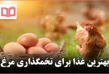 بهترین غذا برای تخمگذاری مرغ