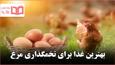 بهترین غذا برای تخمگذاری مرغ
