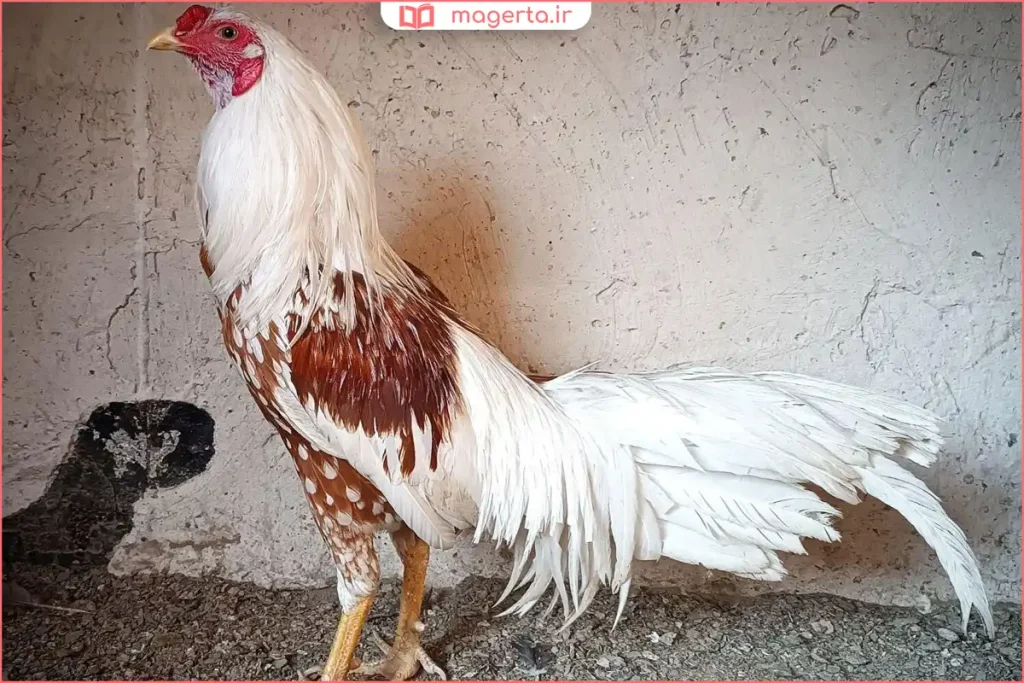 خروس لاری بالغ با اندام عضلانی و ایستاده در فضای باز