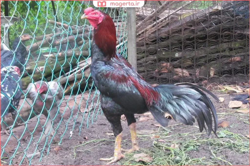 نمای نزدیک از سر و تاج خروس لاری اصیل