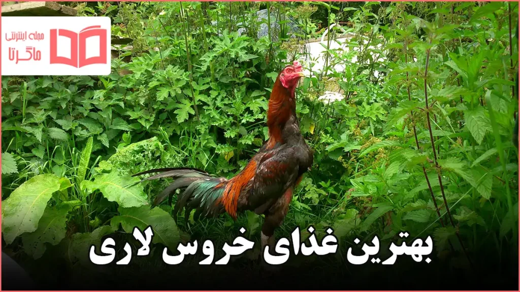 بهترین غذای خروس لاری