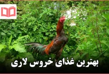 بهترین غذای خروس لاری