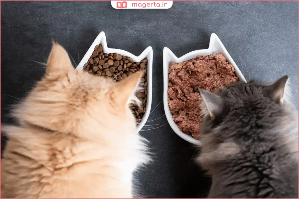ظرف غذای گربه با ترکیب غذای خانگی تازه
