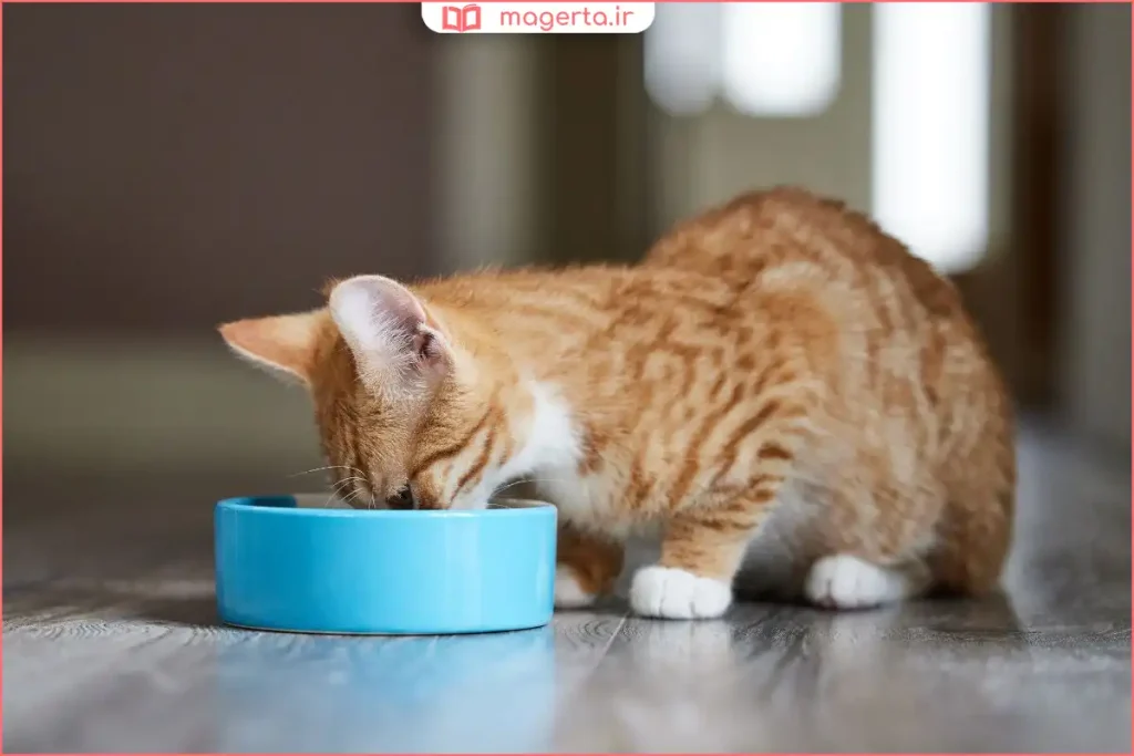 تغذیه گربه خانگی با غذای دست‌ساز و طبیعی