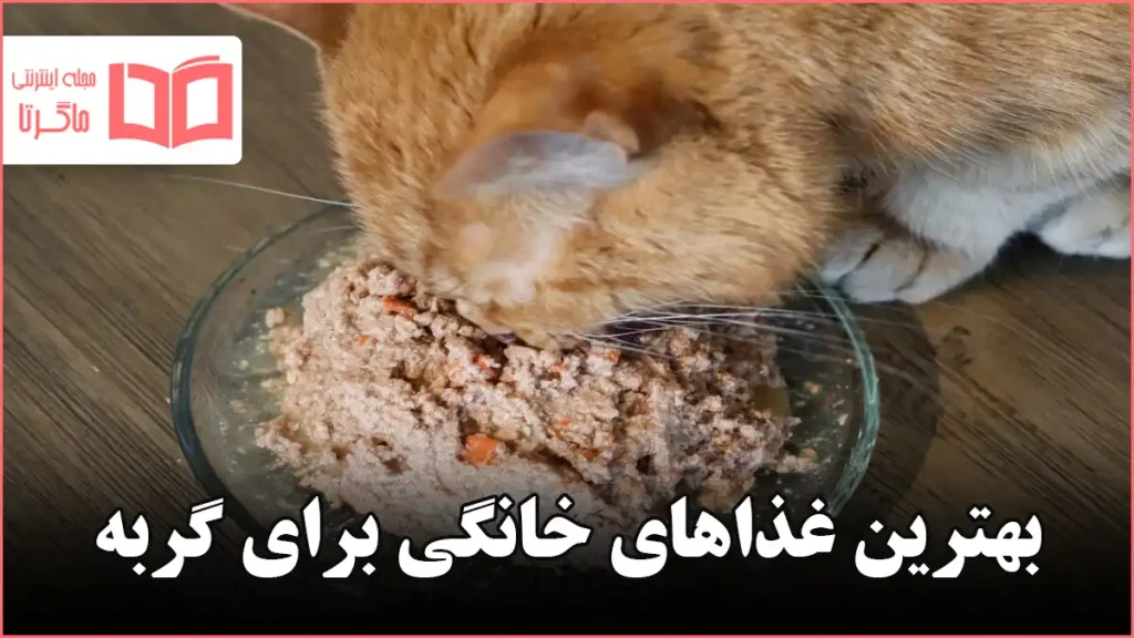بهترین غذاهای خانگی برای گربه
