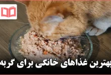 بهترین غذاهای خانگی برای گربه