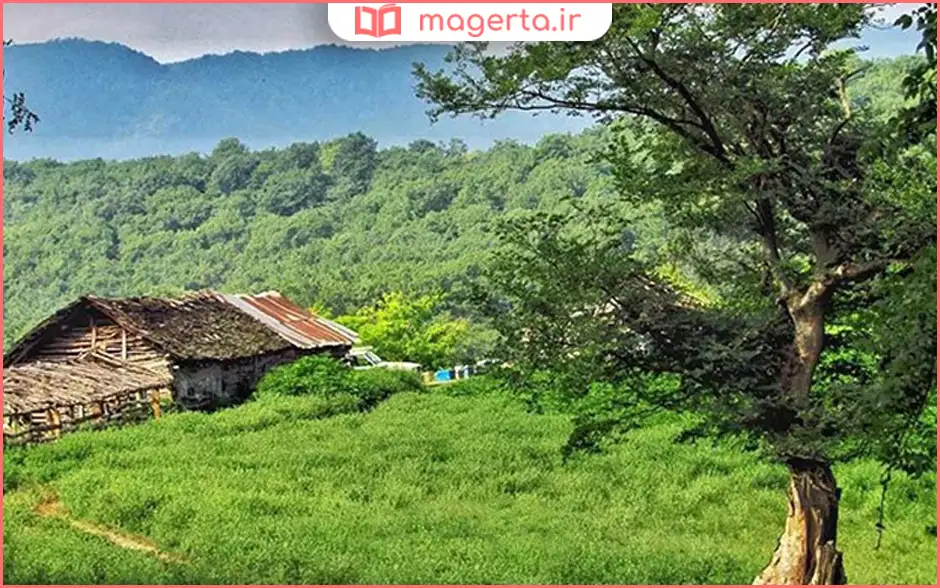 جنگل صفرابسته