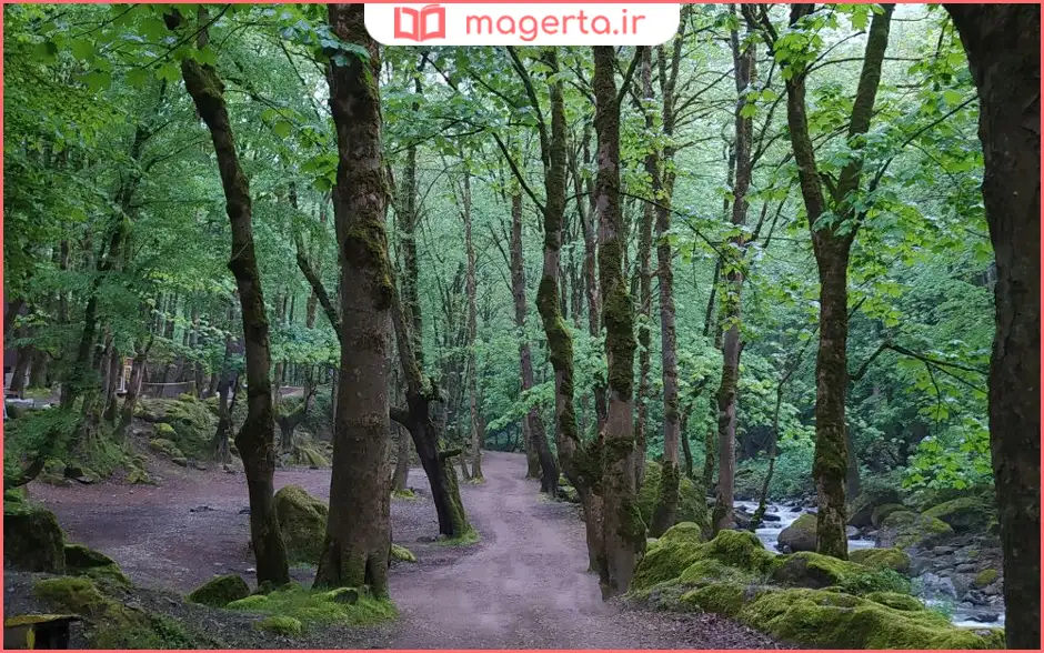 پارک جنگلی صفارود