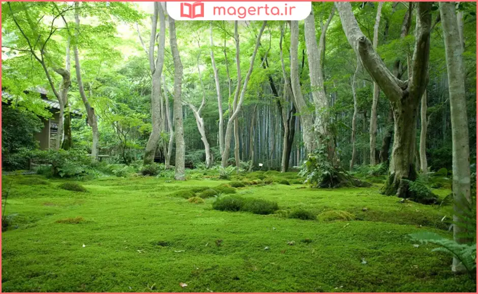 جنگلهای دو هزار و سه هزار تنکابن