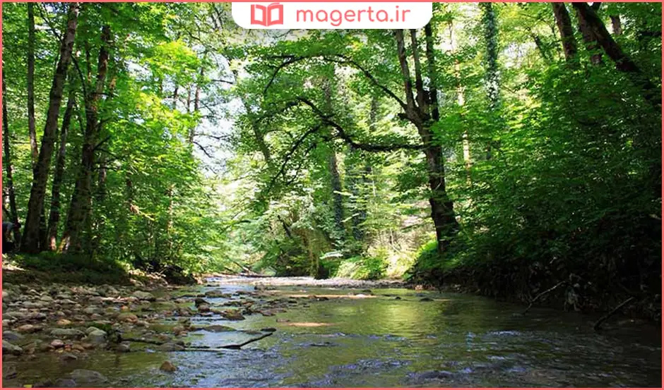 جنگل اومال نکا؛ طبیعت هزار رنگ
