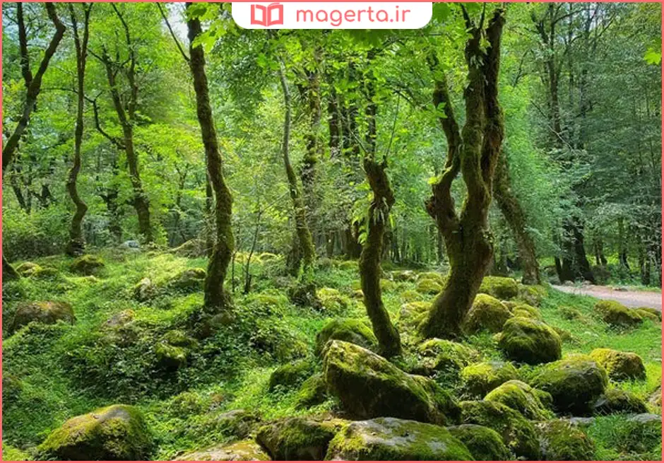 جنگل تیله کلار سلمان شهر