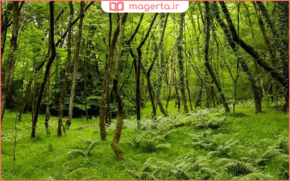 جنگلهای انجیلی سوادکوه