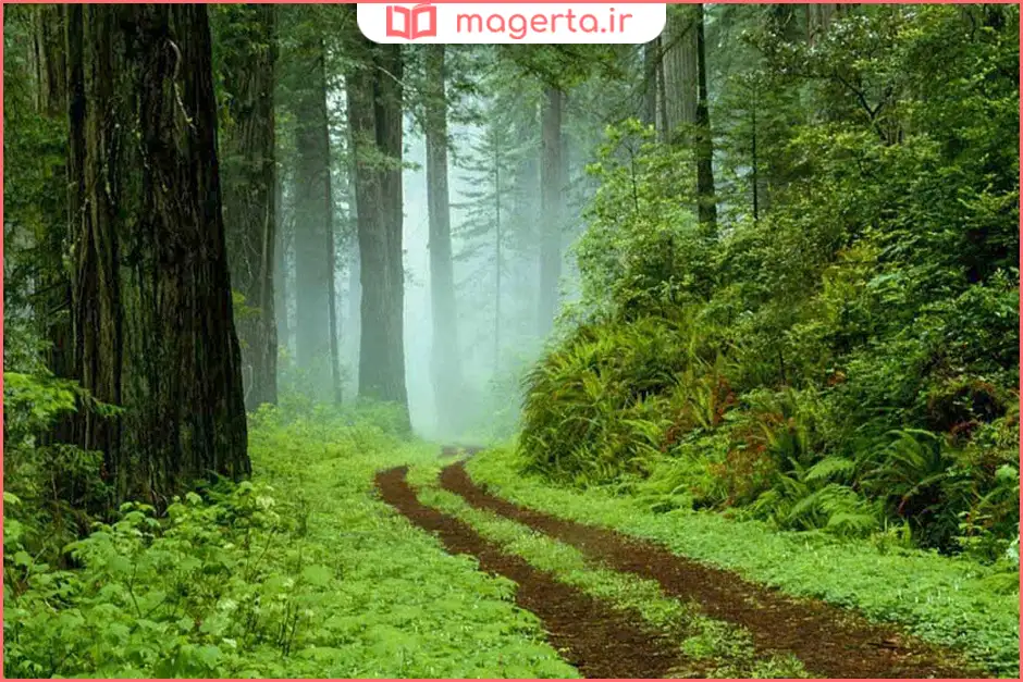 پارک جنگلی سیسنگان