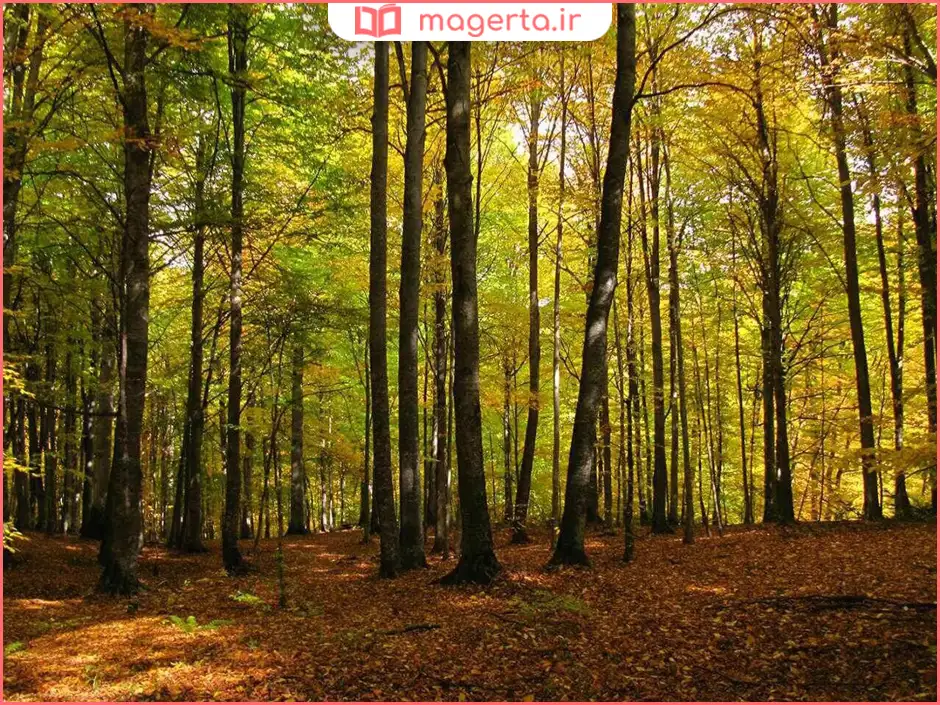 جنگلهای راش سوادکوه