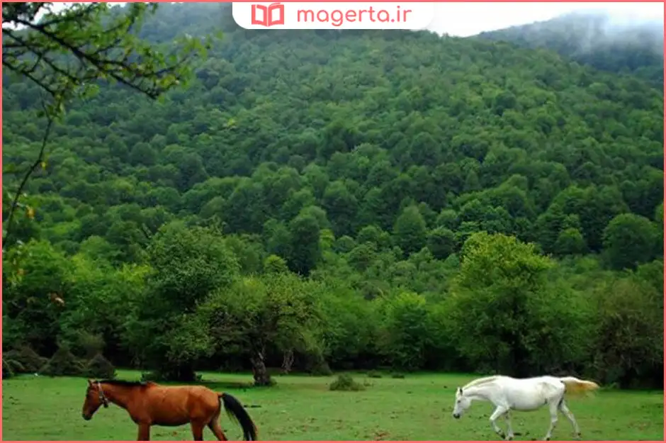 جنگل الیمستان آمل