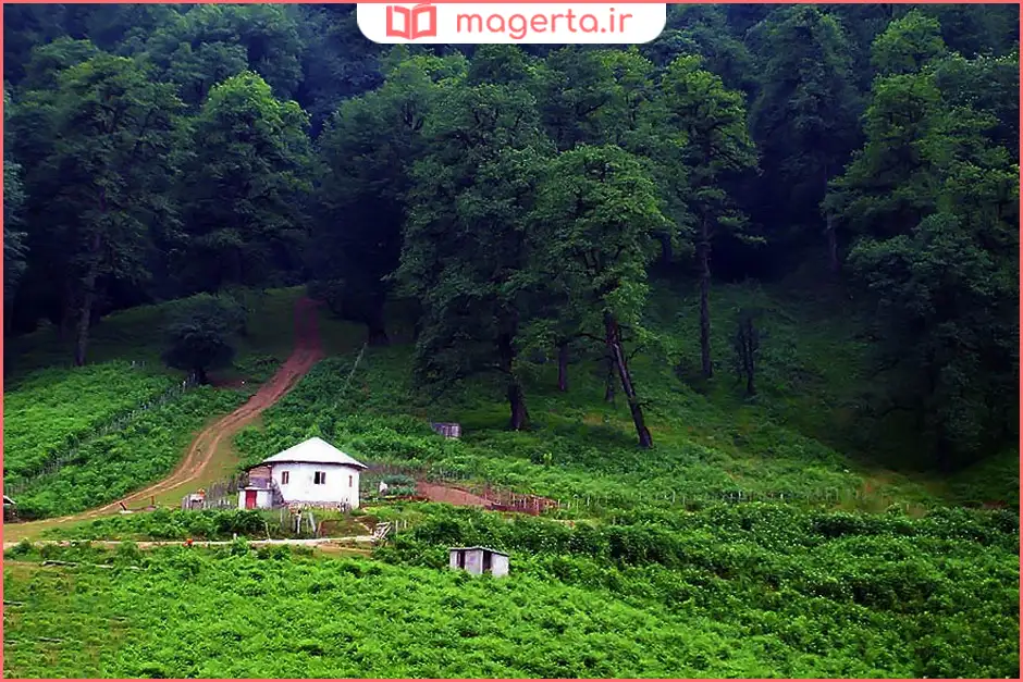 جنگل دالخانی رامسر