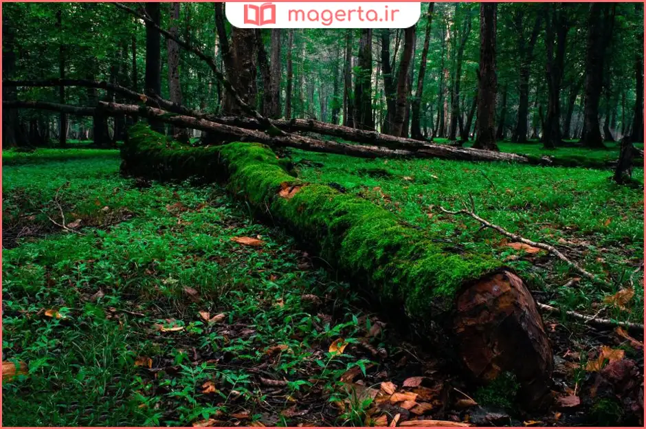 پارک جنگلی نور