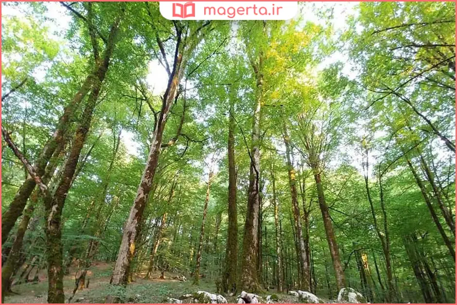 پارک جنگلی خانیکان