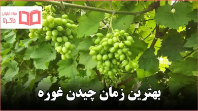 بهترین زمان چیدن غوره