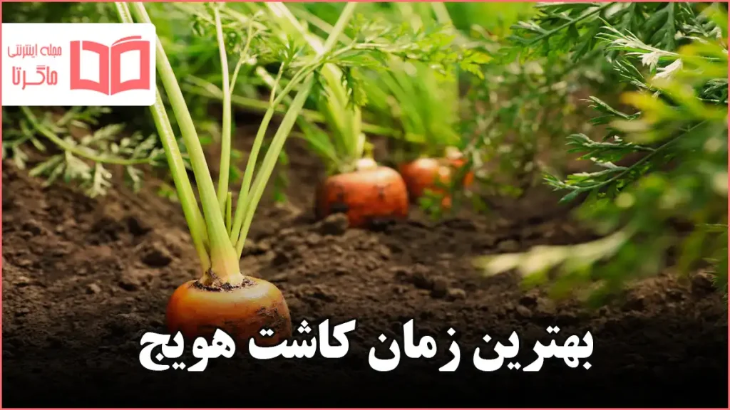 بهترین زمان کاشت هویج