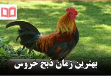 بهترین زمان ذبح خروس