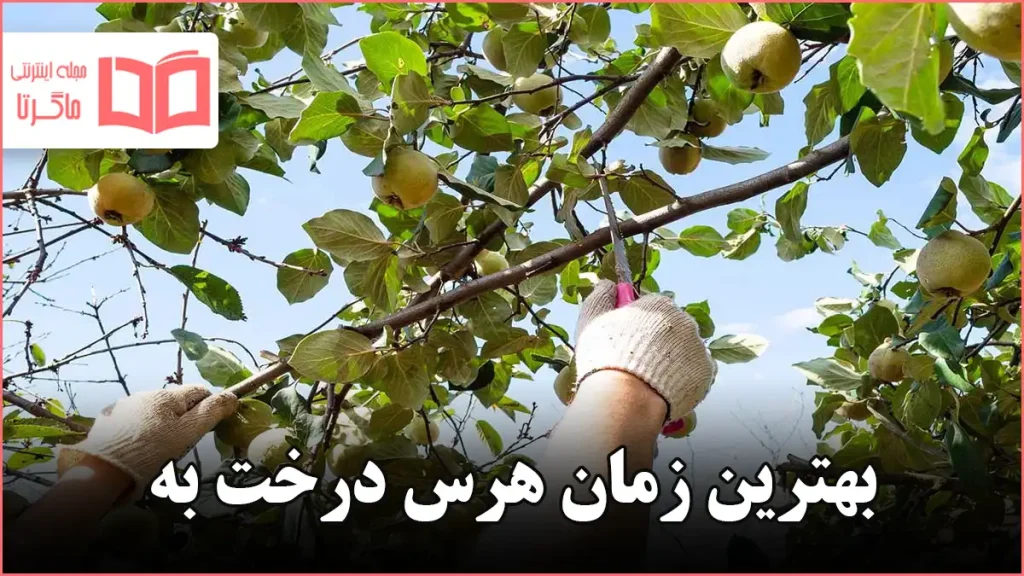 بهترین زمان هرس درخت به