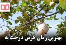 بهترین زمان هرس درخت به
