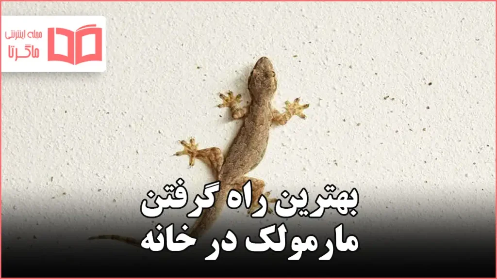 بهترین راه گرفتن مارمولک در خانه