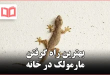 بهترین راه گرفتن مارمولک در خانه