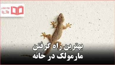 بهترین راه گرفتن مارمولک در خانه