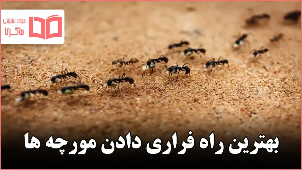 بهترین راه فراری دادن مورچه ها