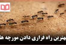 بهترین راه فراری دادن مورچه ها
