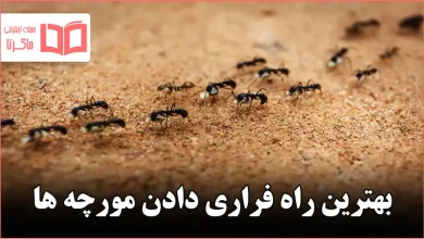 بهترین راه فراری دادن مورچه ها