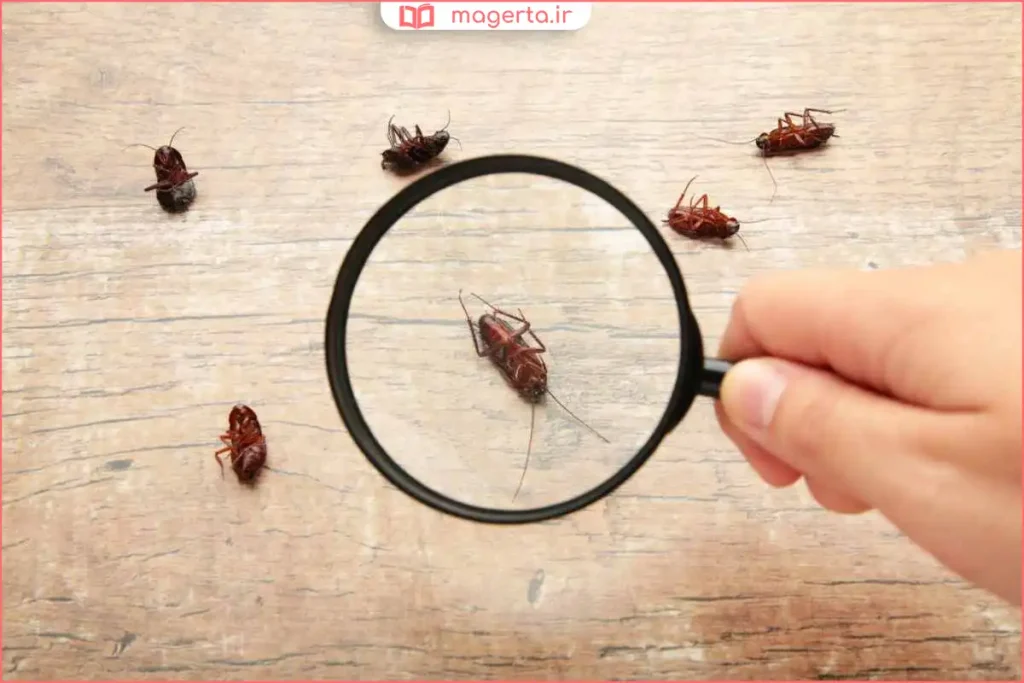 مبارزه با سوسک در آشپزخانه با روشهای خانگی و بهداشتی