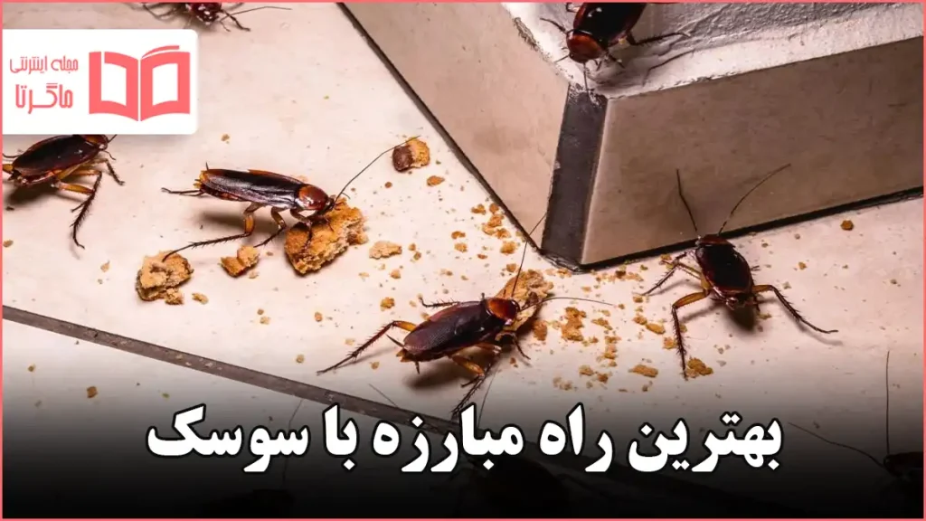 بهترین راه مبارزه با سوسک