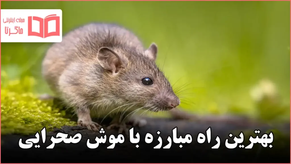 بهترین راه مبارزه با موش صحرایی