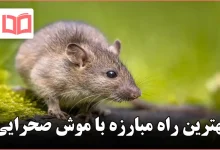 بهترین راه مبارزه با موش صحرایی