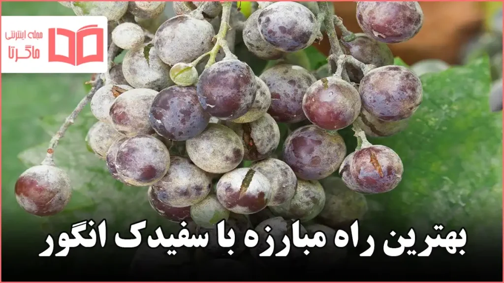 بهترین راه مبارزه با سفیدک انگور